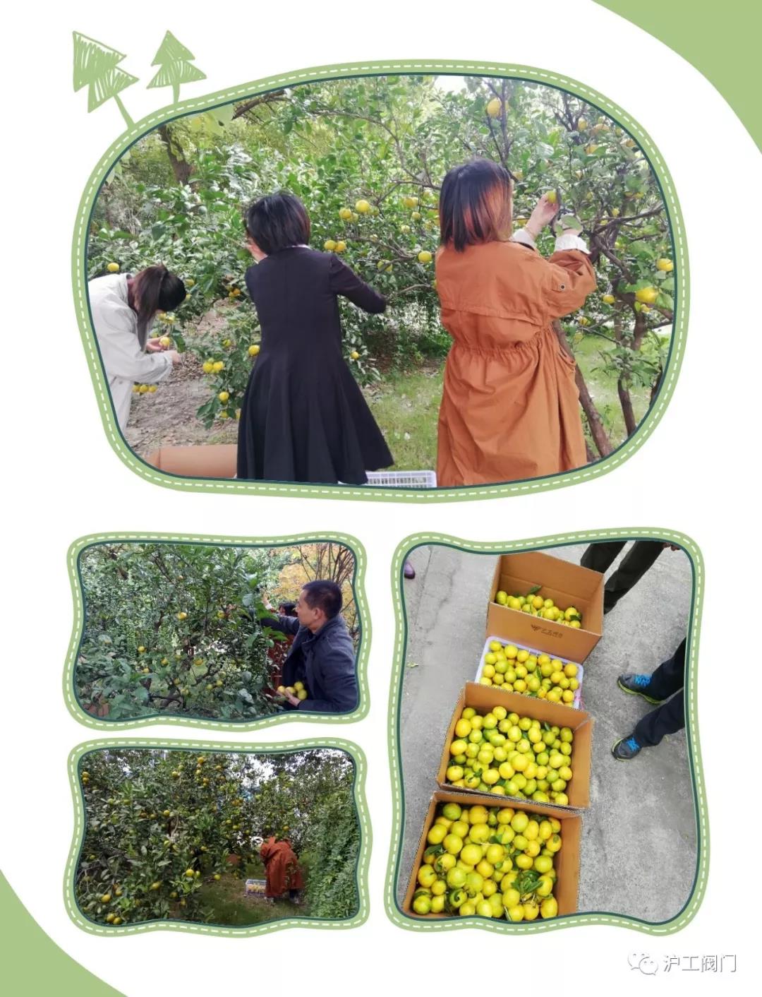 收獲橘子(圖2)